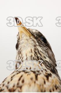 Fieldfare-Turdus pilaris 0063